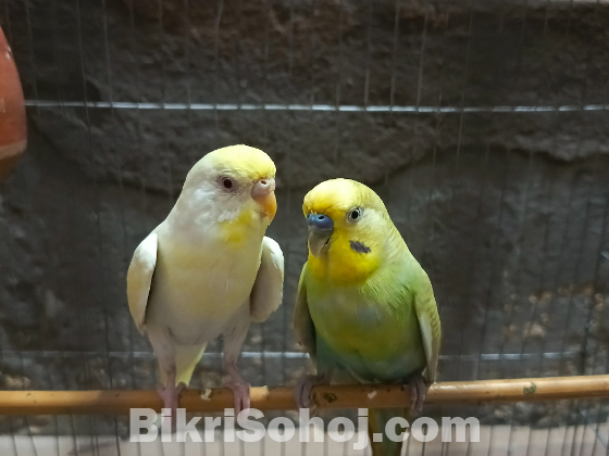 বাজুরিকা পাখি